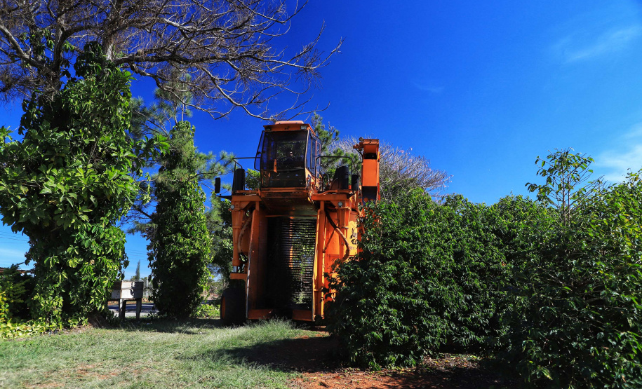 Safra de café paranaense deve render 41,4 mil toneladas