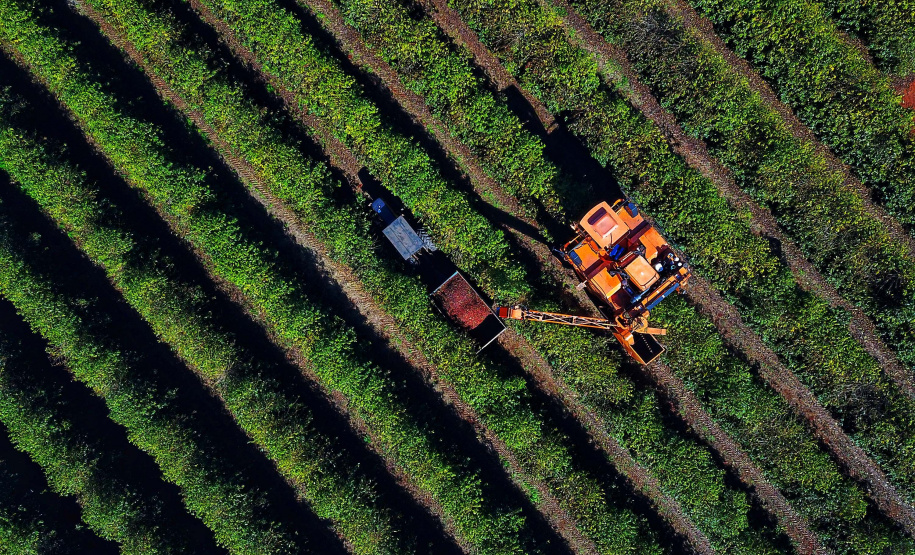 Safra de café paranaense deve render 41,4 mil toneladas