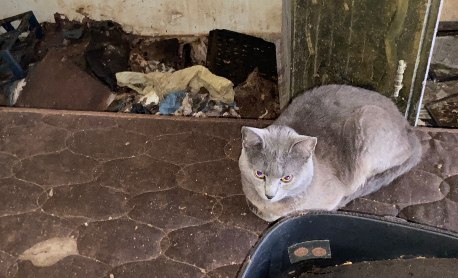 PCPR resgata 17 animais e prende em flagrante mulher por maus-tratos em Curitiba