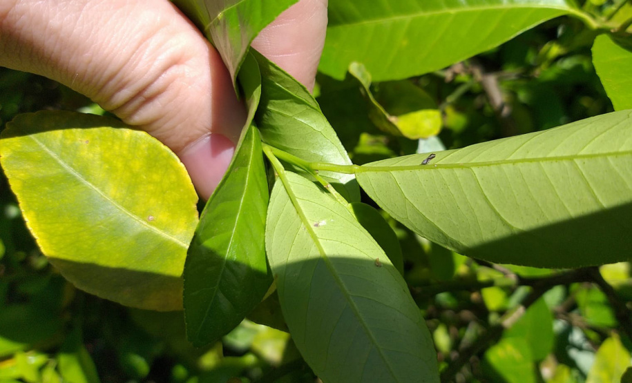 Incidência de Greening