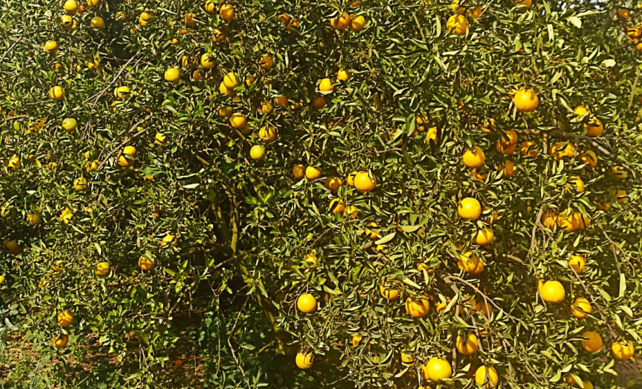 Incidência de Greening