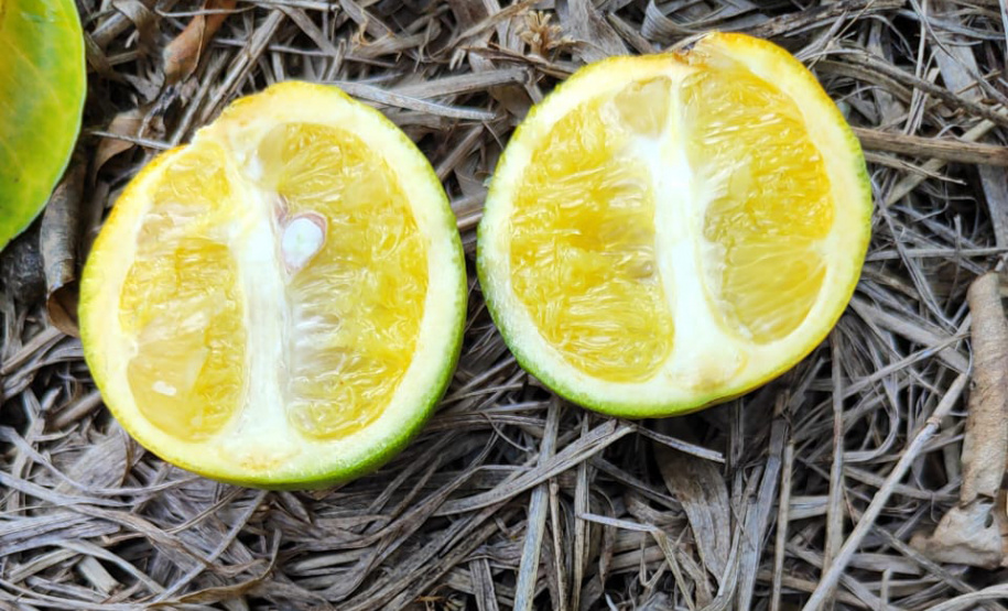 Incidência de Greening