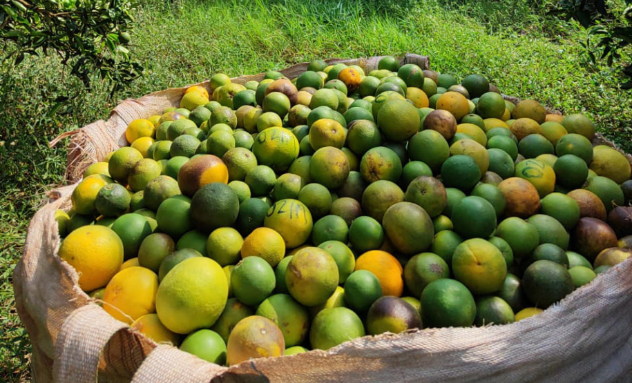 Incidência de Greening