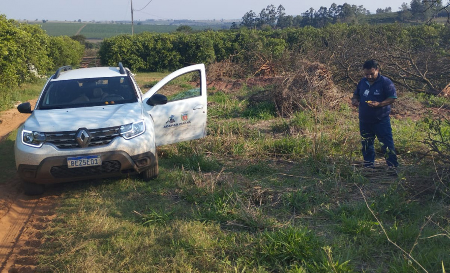 Incidência de Greening