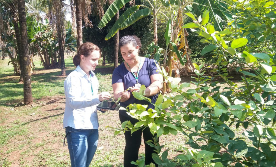 Incidência de Greening