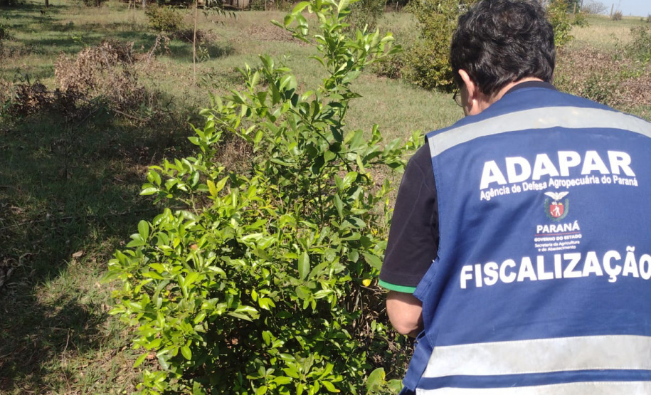 Incidência de Greening