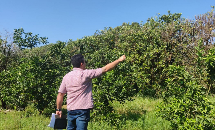 Incidência de Greening