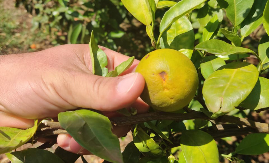 Incidência de Greening