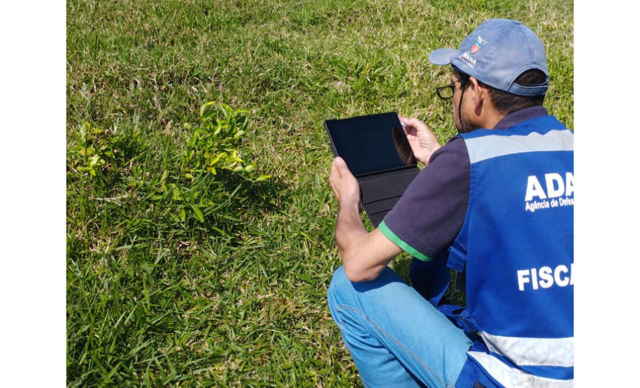 Incidência de Greening