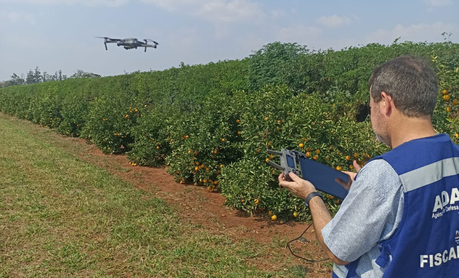 Incidência de Greening