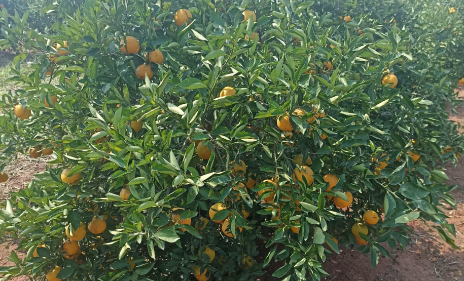 Incidência de Greening