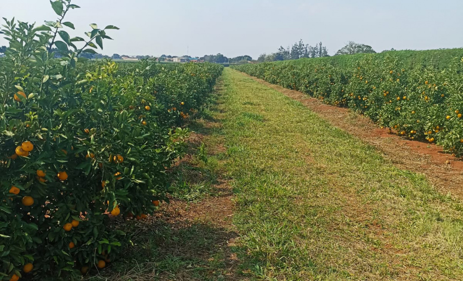 Incidência de Greening