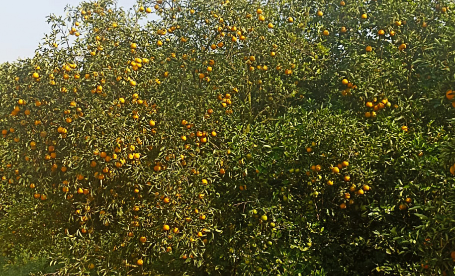 Incidência de Greening