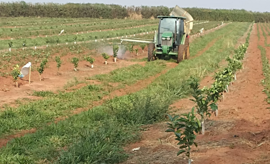 Incidência de Greening