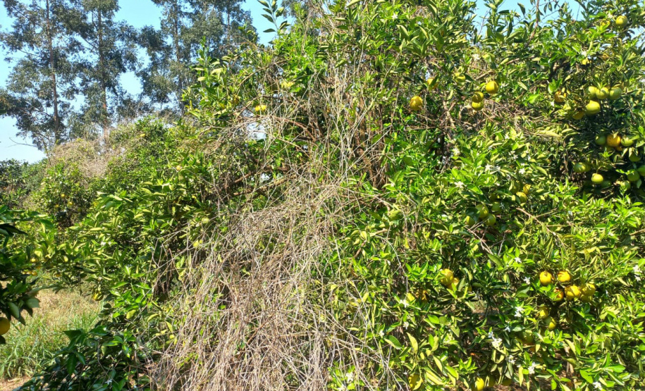 Incidência de Greening