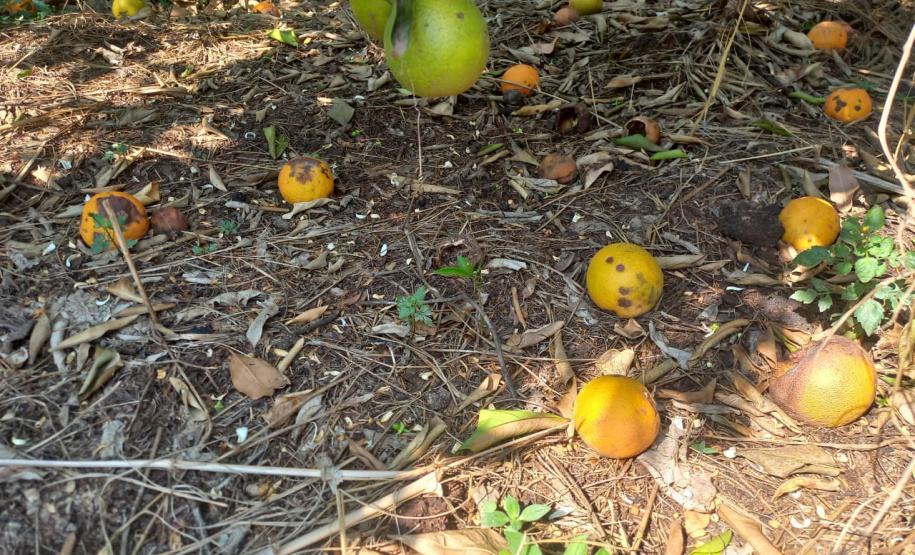 Incidência de Greening