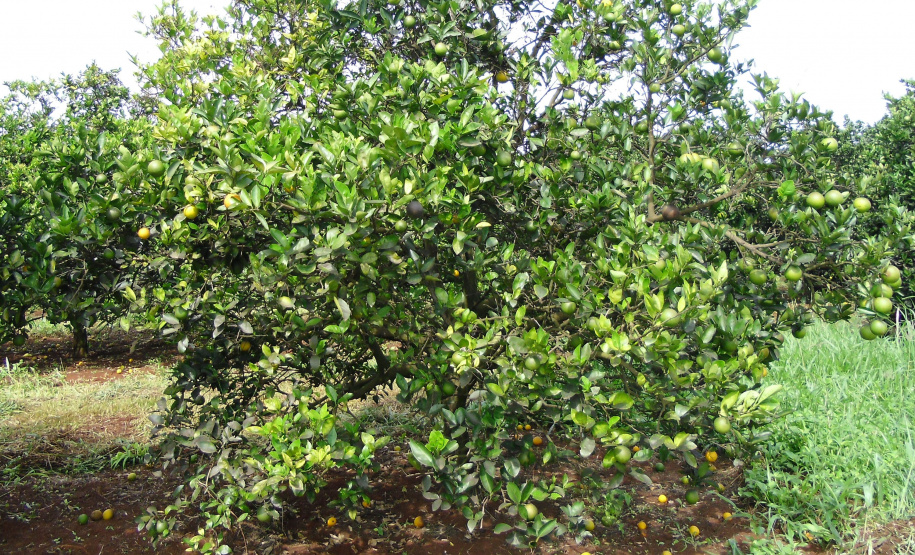 IDR-Paraná divulga orientações para conter avanço do HLB