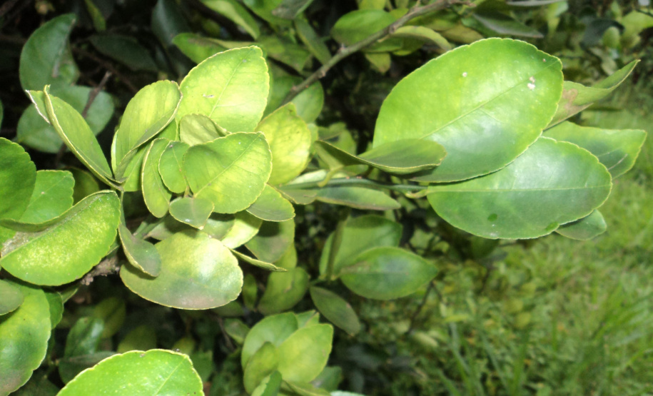 IDR-Paraná divulga orientações para conter avanço do HLB
