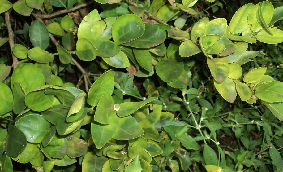 IDR-Paraná divulga orientações para conter avanço do HLB