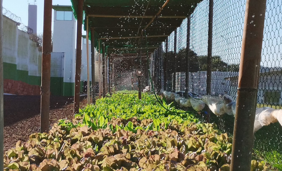 Projeto Semear, da Polícia Penal do Paraná, fornece alimentação orgânica a crianças de escola municipal em Foz do Iguaçu