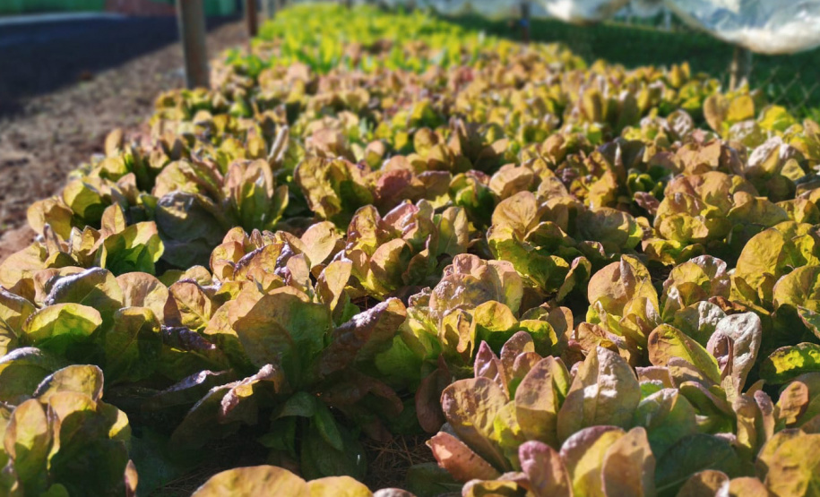 Projeto Semear, da Polícia Penal do Paraná, fornece alimentação orgânica a crianças de escola municipal em Foz do Iguaçu