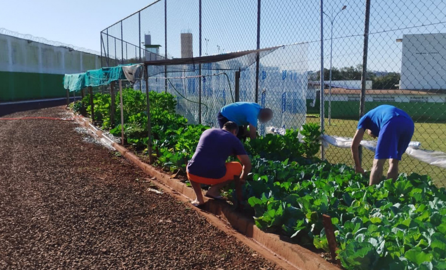 Projeto Semear, da Polícia Penal do Paraná, fornece alimentação orgânica a crianças de escola municipal em Foz do Iguaçu