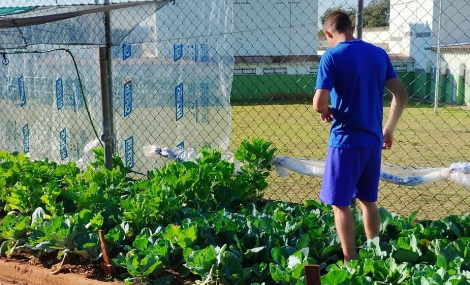 Projeto Semear, da Polícia Penal do Paraná, fornece alimentação orgânica a crianças de escola municipal em Foz do Iguaçu