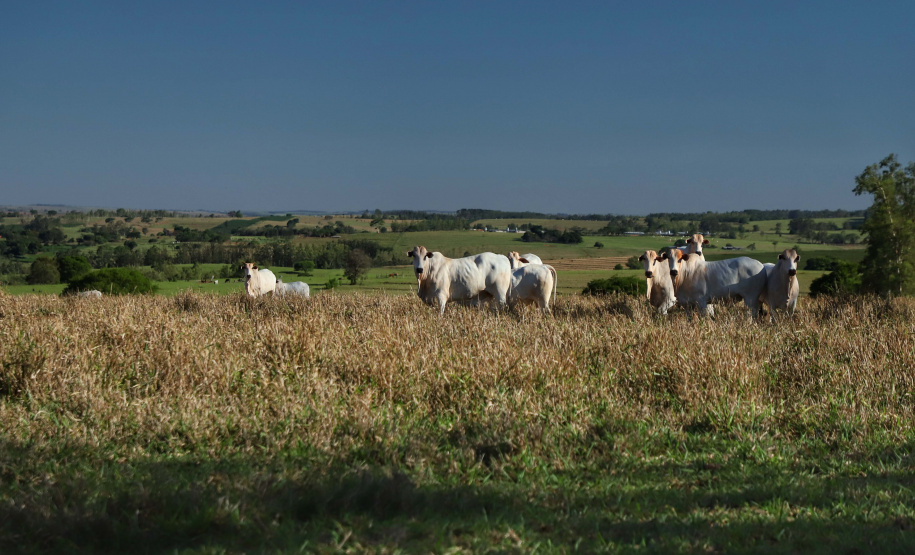 Paraná lança plataforma interativa com riscos de eventos climáticos nos municípios