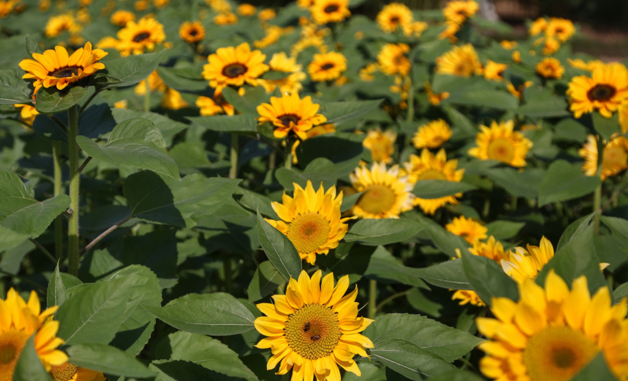 Setembro tem feiras e exposições no calendário turístico do estado