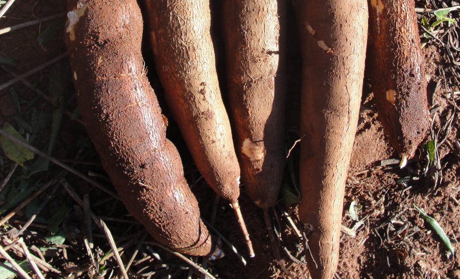 Boletim agropecuário