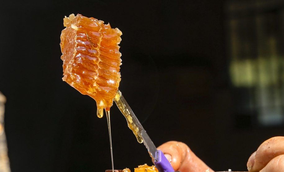 Com apoio do estado, apicultores do Vale do Ivaí vão ampliar comercialização e renda