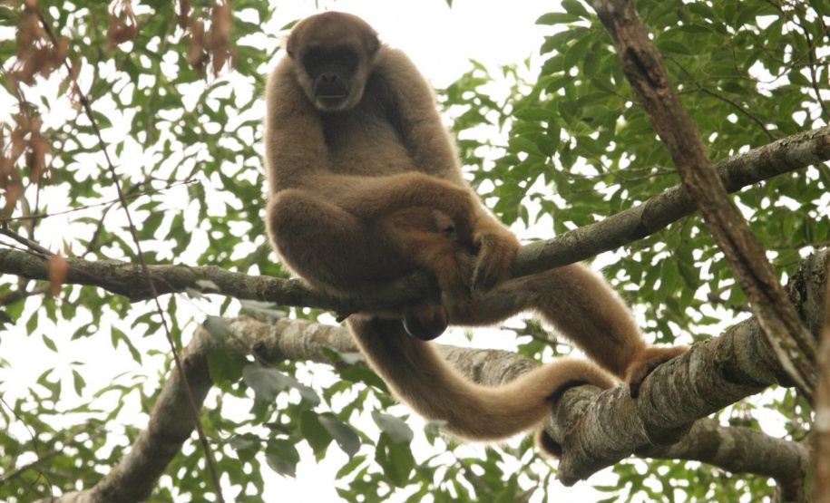 Estudantes de Castro conhecem espécies em extinção em visita ao Zoo