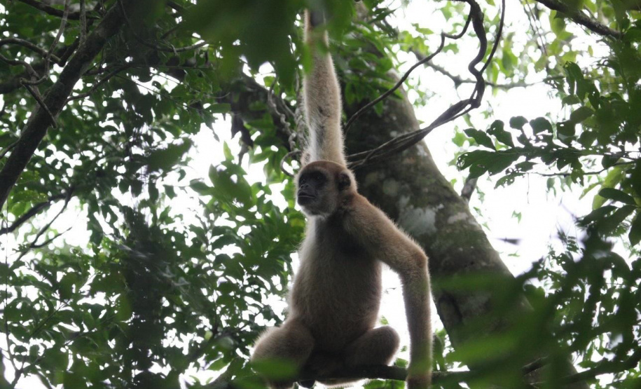 Estudantes de Castro conhecem espécies em extinção em visita ao Zoo