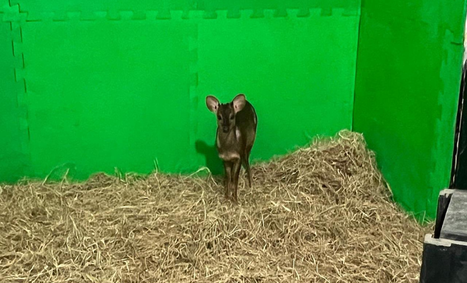 Após a realização de exames, veado-catingueiro foi devolvido à natureza por veterinários do IAT.