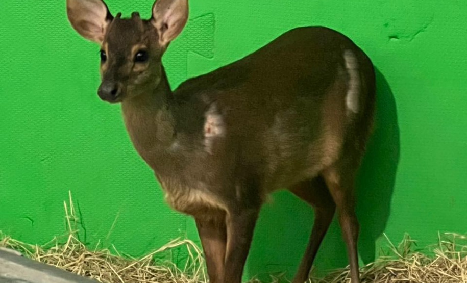 Após a realização de exames, veado-catingueiro foi devolvido à natureza por veterinários do IAT.