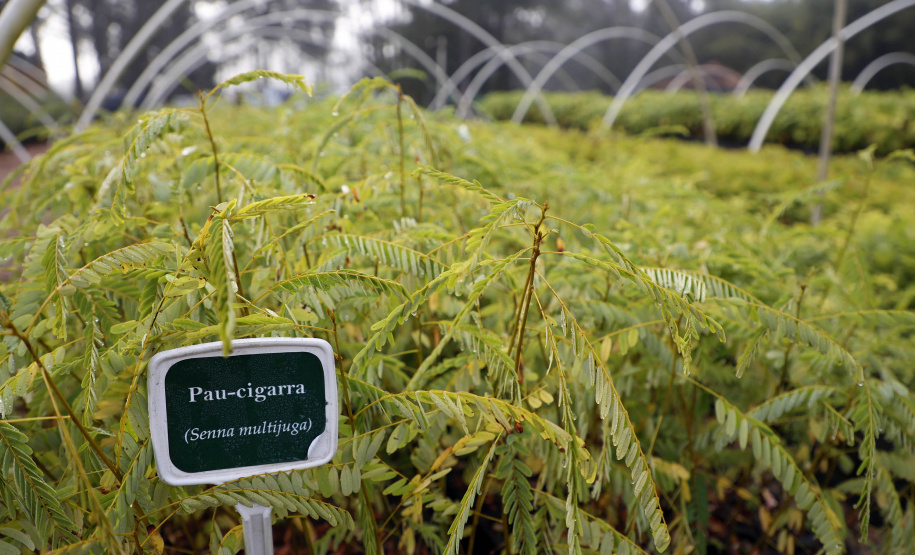 Os viveiros das regionais de Curitiba, Guarapuava e Campo Mourão responderam por mais de 25% das 8 milhões de árvores distribuídas pelo Governo do Estado desde 2019