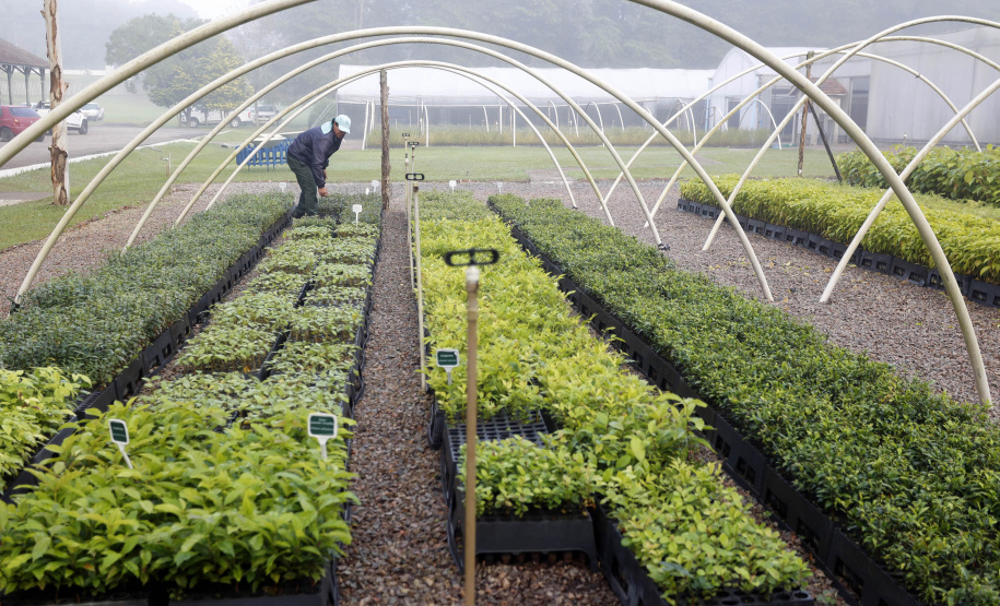 Os viveiros das regionais de Curitiba, Guarapuava e Campo Mourão responderam por mais de 25% das 8 milhões de árvores distribuídas pelo Governo do Estado desde 2019