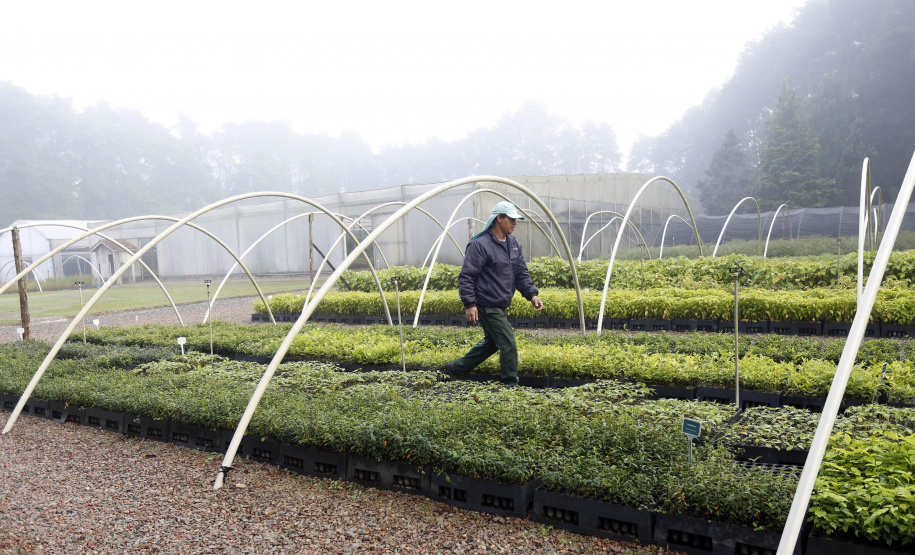 Os viveiros das regionais de Curitiba, Guarapuava e Campo Mourão responderam por mais de 25% das 8 milhões de árvores distribuídas pelo Governo do Estado desde 2019