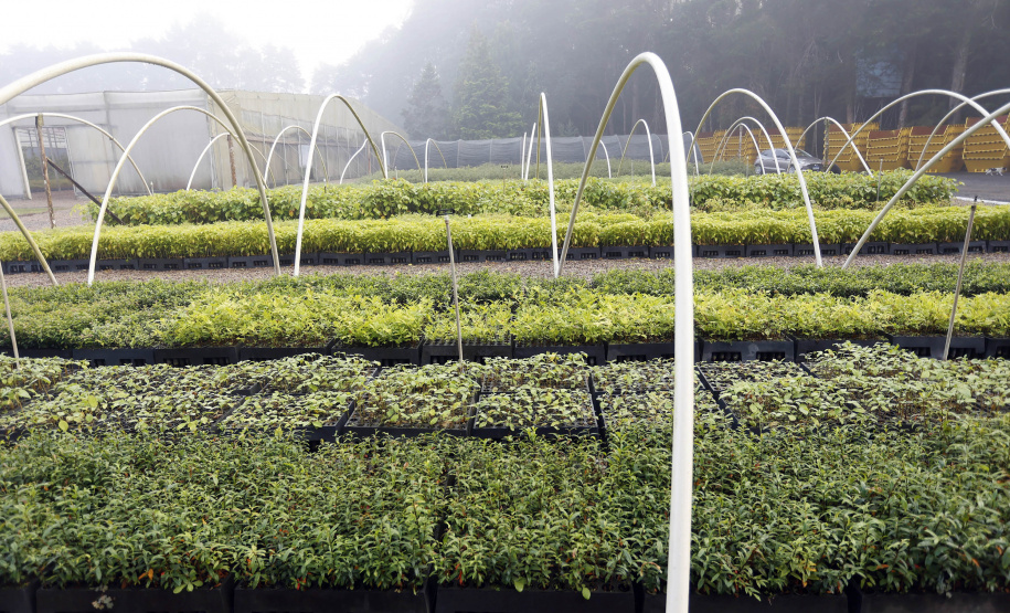 Os viveiros das regionais de Curitiba, Guarapuava e Campo Mourão responderam por mais de 25% das 8 milhões de árvores distribuídas pelo Governo do Estado desde 2019