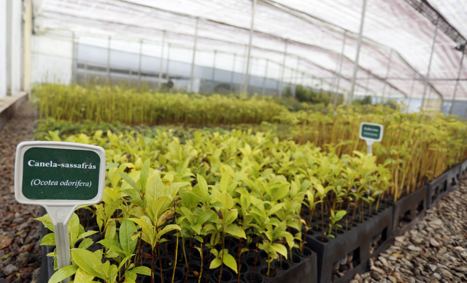 Os viveiros das regionais de Curitiba, Guarapuava e Campo Mourão responderam por mais de 25% das 8 milhões de árvores distribuídas pelo Governo do Estado desde 2019