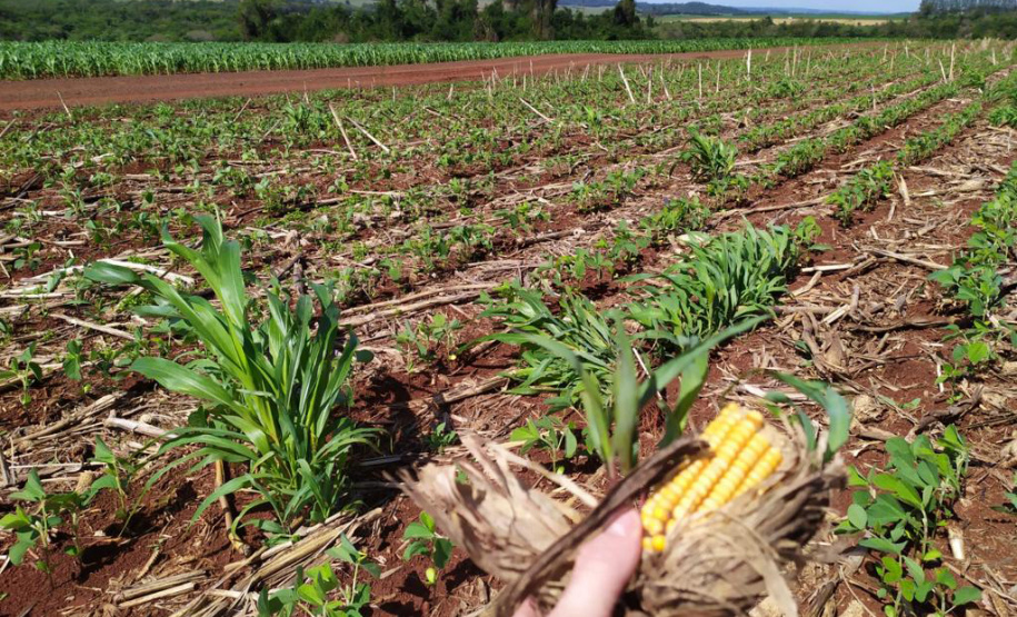 Em parceria com o Sistema Estadual de Agricultura, livreto orienta produtores sobre como eliminar milho voluntário