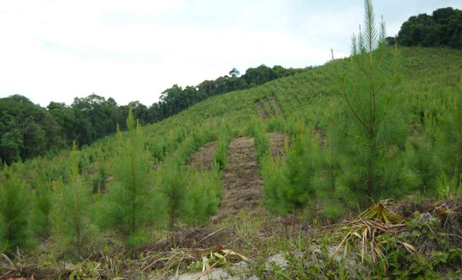 Grupo técnico é criado para proteger os cultivos florestais do Paraná