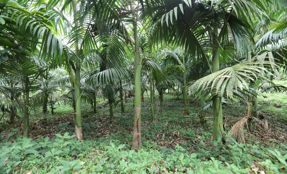 Paraná lidera a produção nacional de lenha e produtos alimentícios da silvicultura