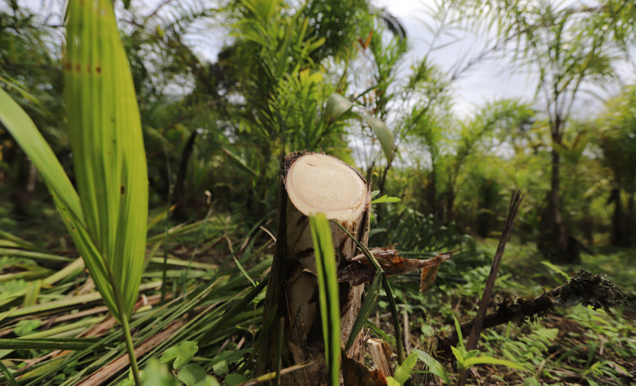 Paraná lidera a produção nacional de lenha e produtos alimentícios da silvicultura