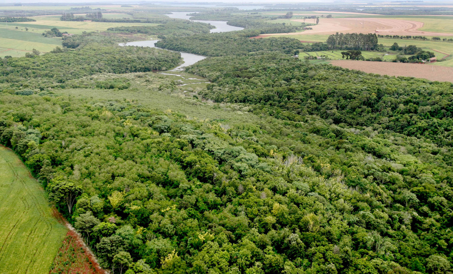 Instituto Água e Terra (IAT) já distribuiu mais de 8,5 milhões de mudas de espécies nativas desde 2019 , 70 mil delas apenas nesta semana, em comemoração ao Dia da Árvore.