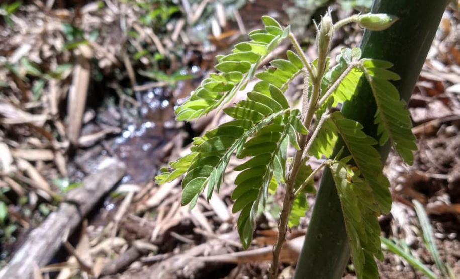 Instituto Água e Terra (IAT) já distribuiu mais de 8,5 milhões de mudas de espécies nativas desde 2019 , 70 mil delas apenas nesta semana, em comemoração ao Dia da Árvore.