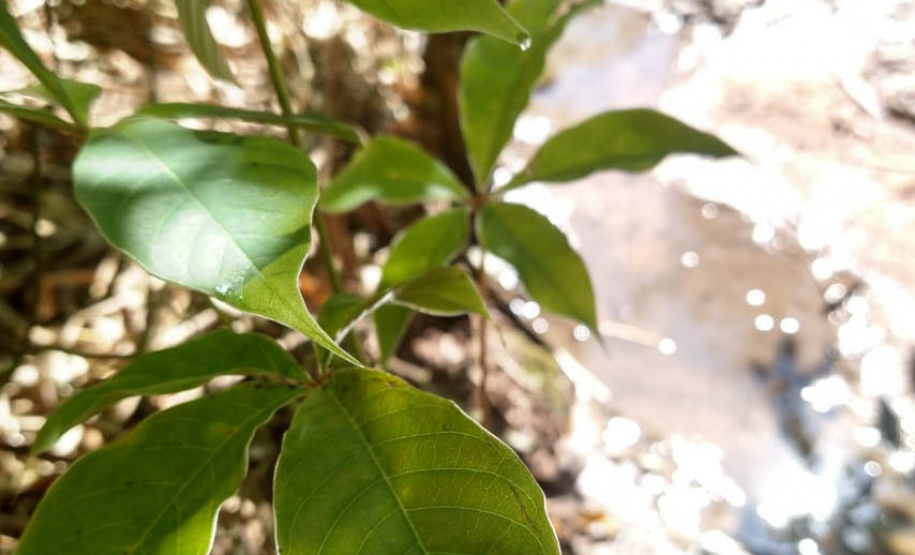 Instituto Água e Terra (IAT) já distribuiu mais de 8,5 milhões de mudas de espécies nativas desde 2019 , 70 mil delas apenas nesta semana, em comemoração ao Dia da Árvore.