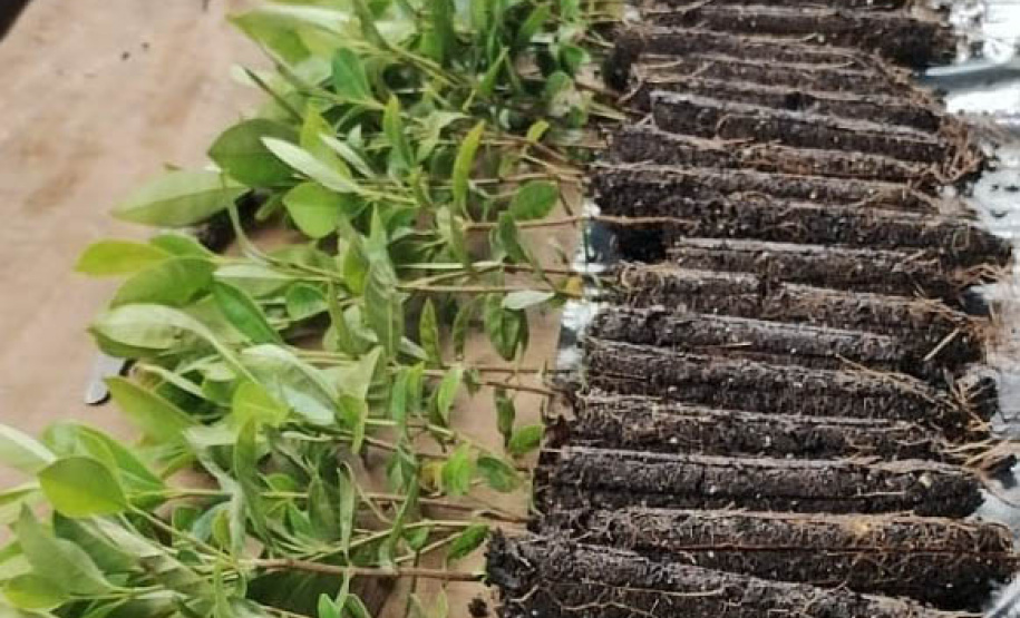 Instituto Água e Terra (IAT) já distribuiu mais de 8,5 milhões de mudas de espécies nativas desde 2019 , 70 mil delas apenas nesta semana, em comemoração ao Dia da Árvore.