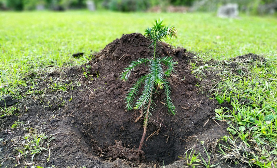 Instituto Água e Terra (IAT) já distribuiu mais de 8,5 milhões de mudas de espécies nativas desde 2019 , 70 mil delas apenas nesta semana, em comemoração ao Dia da Árvore.