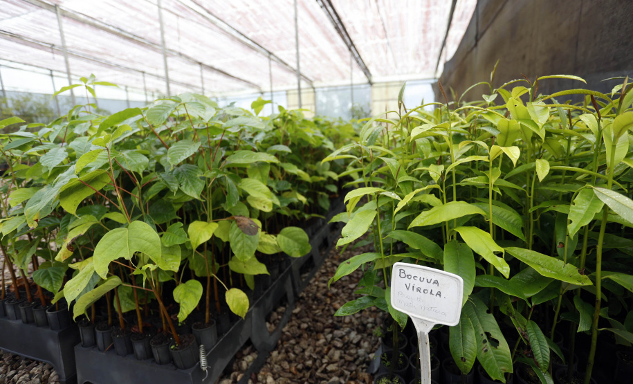 Instituto Água e Terra (IAT) já distribuiu mais de 8,5 milhões de mudas de espécies nativas desde 2019 , 70 mil delas apenas nesta semana, em comemoração ao Dia da Árvore.